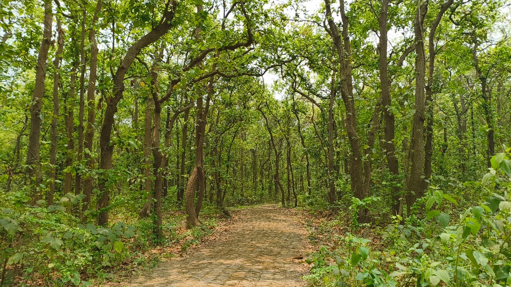 ভাওয়াল জাতীয় উদ্যান: ঢাকার বুকেই এক টুকরো সবুজ অরণ্য