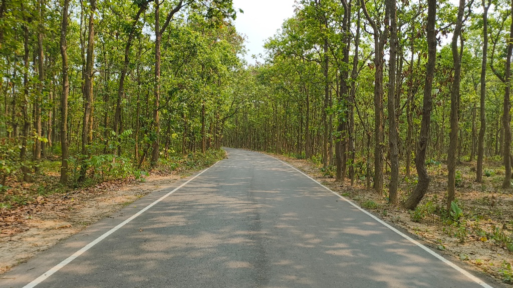 বনখড়িয়া শালবন: নিঝুম বনের বুকে পিচঢালা পথ